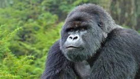 Exploring the Wonders of Gorilla Magic: 2018's Unforgettable Revelations